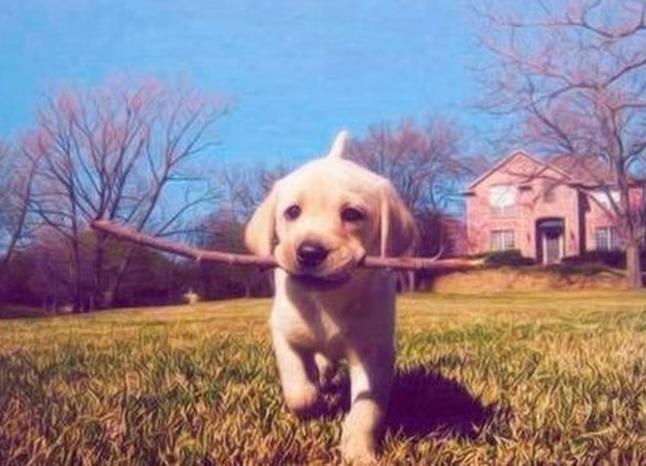 拉布拉多犬怎么养最佳,拉布拉多犬好养吗怎么才能听话