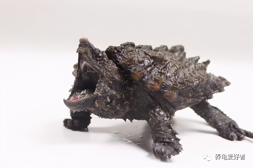 真正的大鳄龟，你可曾了解过？