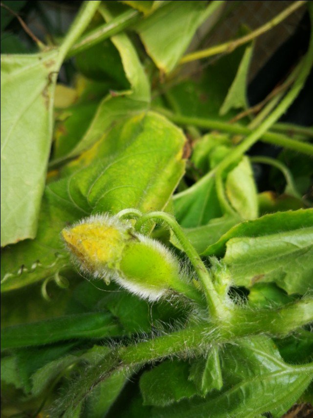 结婚以后鸡毛蒜皮的事怎么办,结婚这点糟心的事