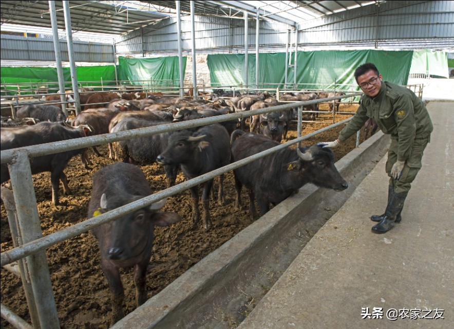 广西大化养牛场基地,广西河池大化养牛养殖场