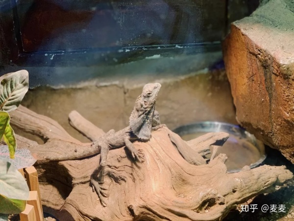 野生动物园长隆游玩攻略,野生动物园长隆攻略图片