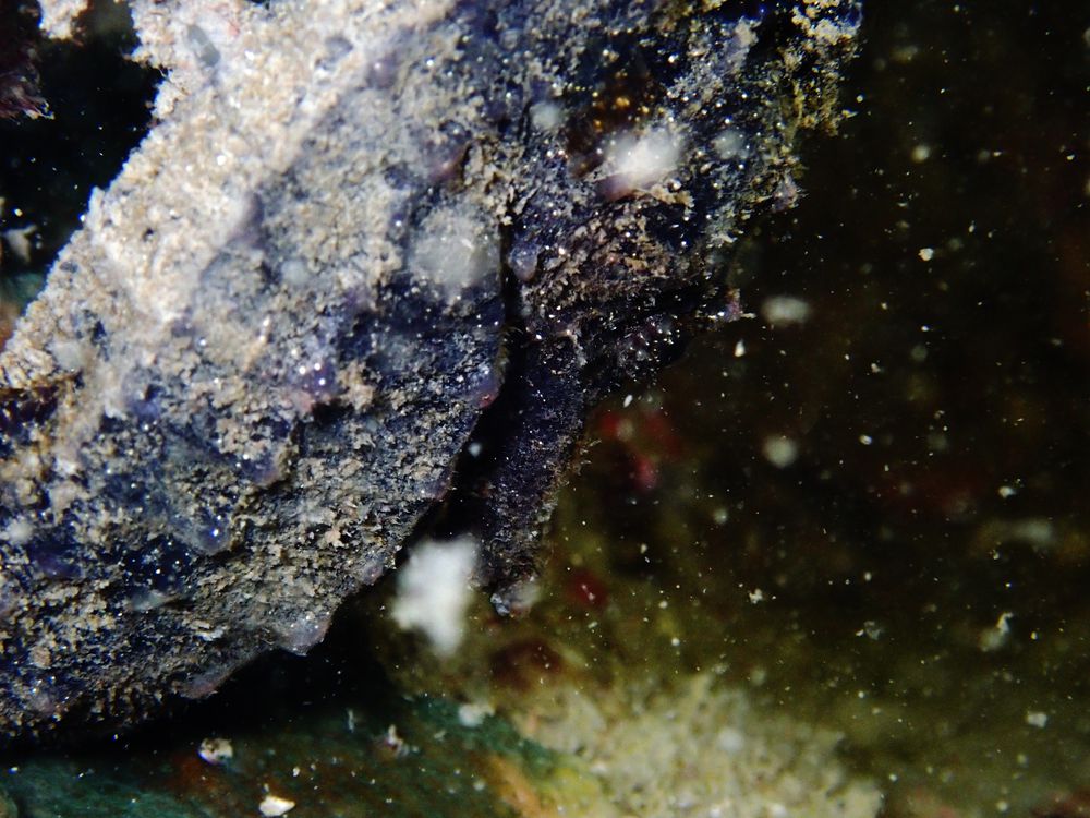 深圳附近海域鱼类大全,深圳海域动物