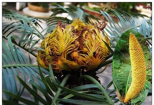 25种常见有毒的花草树木,警惕50种有毒植物