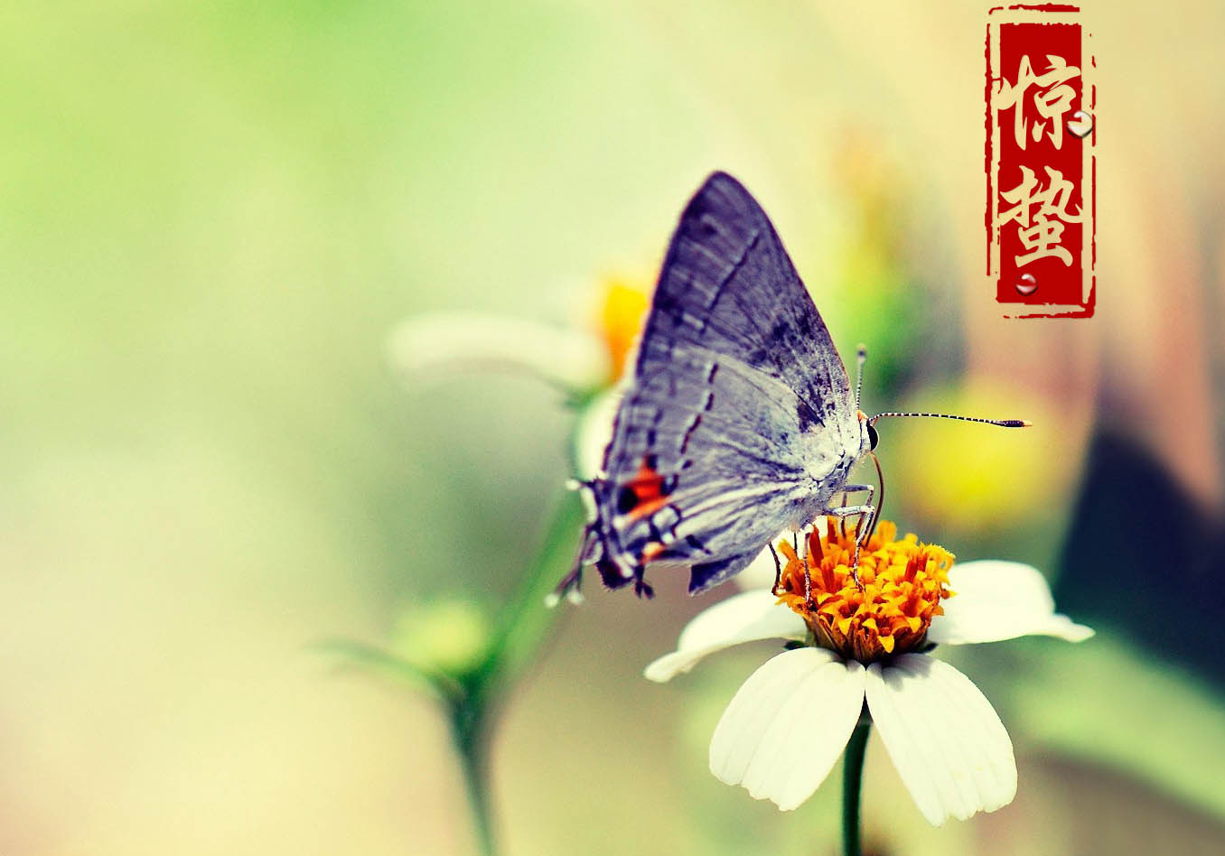 惊蛰打雷的民间说法,惊蛰打雷与不打雷说法