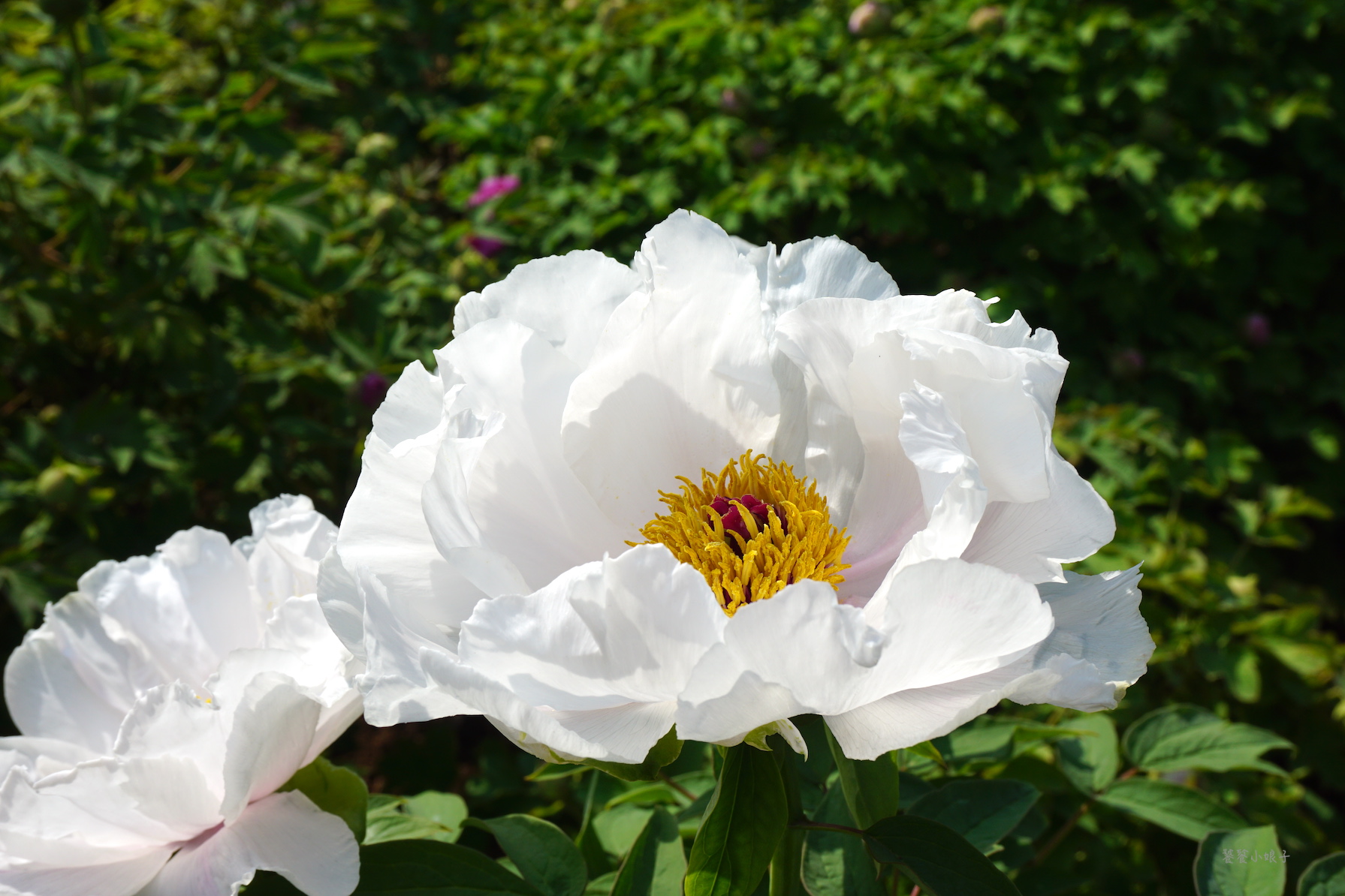 自驾游去洛阳看牡丹攻略,谁家牡丹甲天下