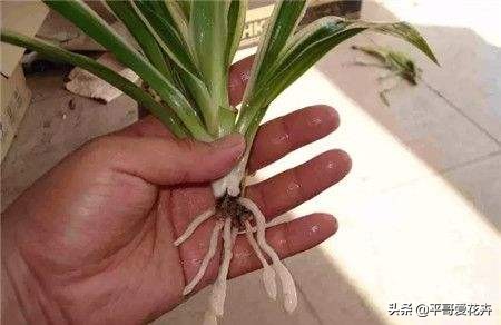 适合室内养的耐阴开花植物水培,冬天室内适合养什么绿植水培