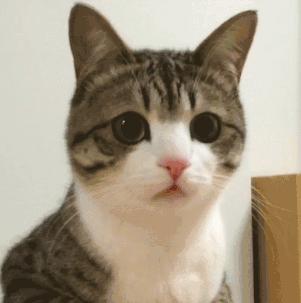 安检行李箱猫猫,机场海关抓到偷渡人员