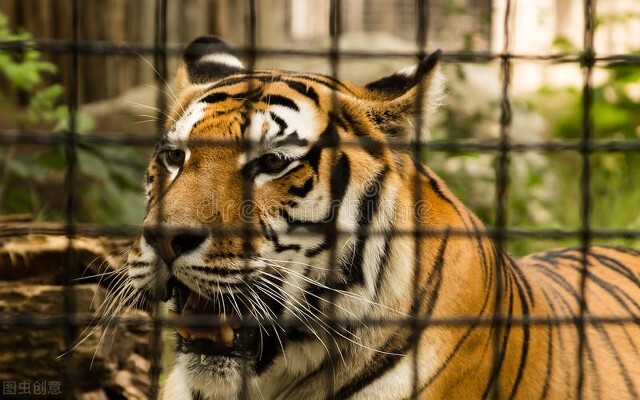 老虎逃离塔科夫,老虎逃出实验室