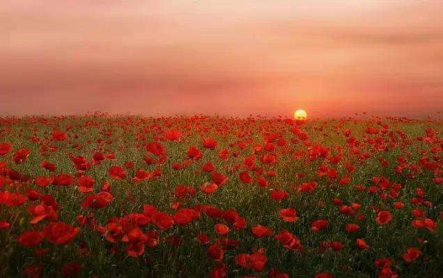 馨香的玫瑰,玫瑰之国保加利亚