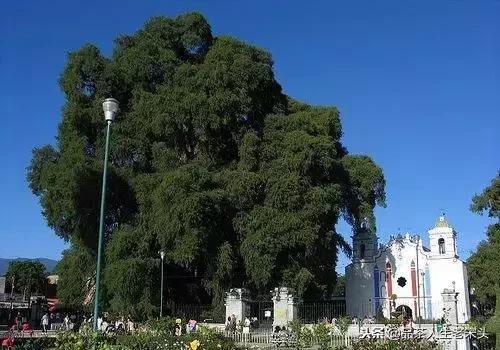 最新世界十大“怪”,最后一个太绝了!