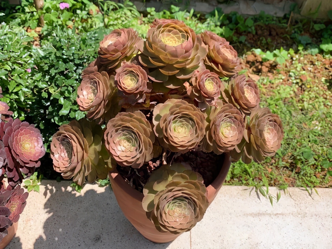 多肉美杜莎精品,多肉美杜莎多少钱一斤