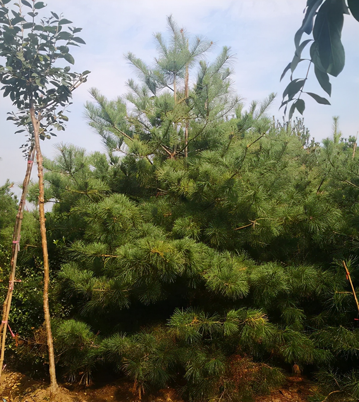 2022年苗木行情会转好吗,2022年苗木行情好不好