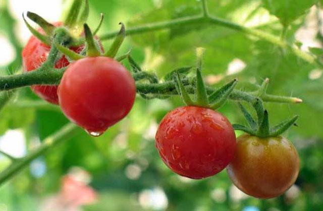 番茄种植,溃疡病传播快,危害大,难以控制,该如何进行防治呢?