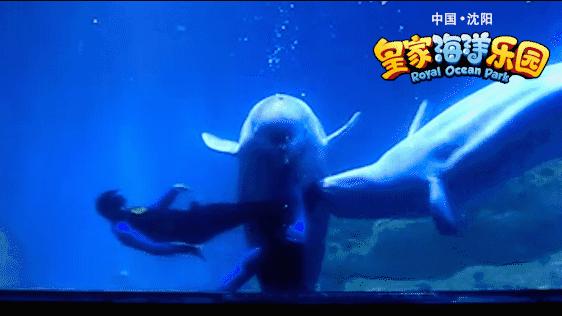 亚洲最大的海洋极地馆,亚洲最大的海洋极地世界是哪里