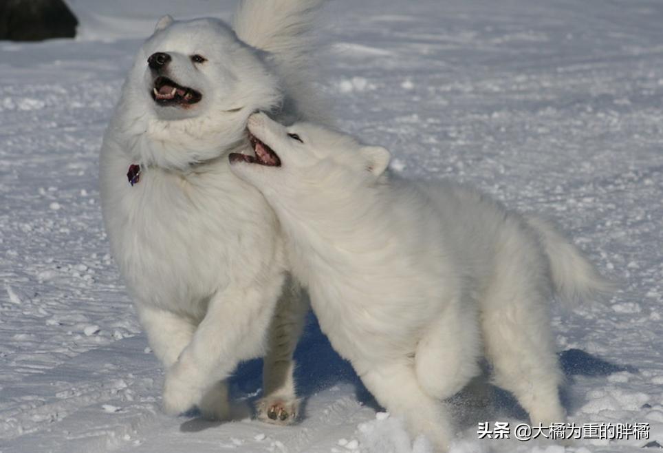 微笑天使萨摩耶好养吗,微笑天使萨摩耶大概多少钱一只