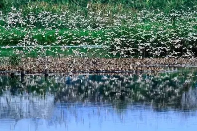 深圳各大公园游览攻略,深圳园博园推荐景点