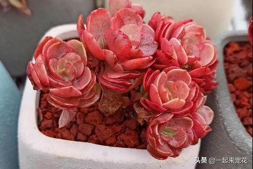 秀妍夏天可以露养吗,秀妍怎么养