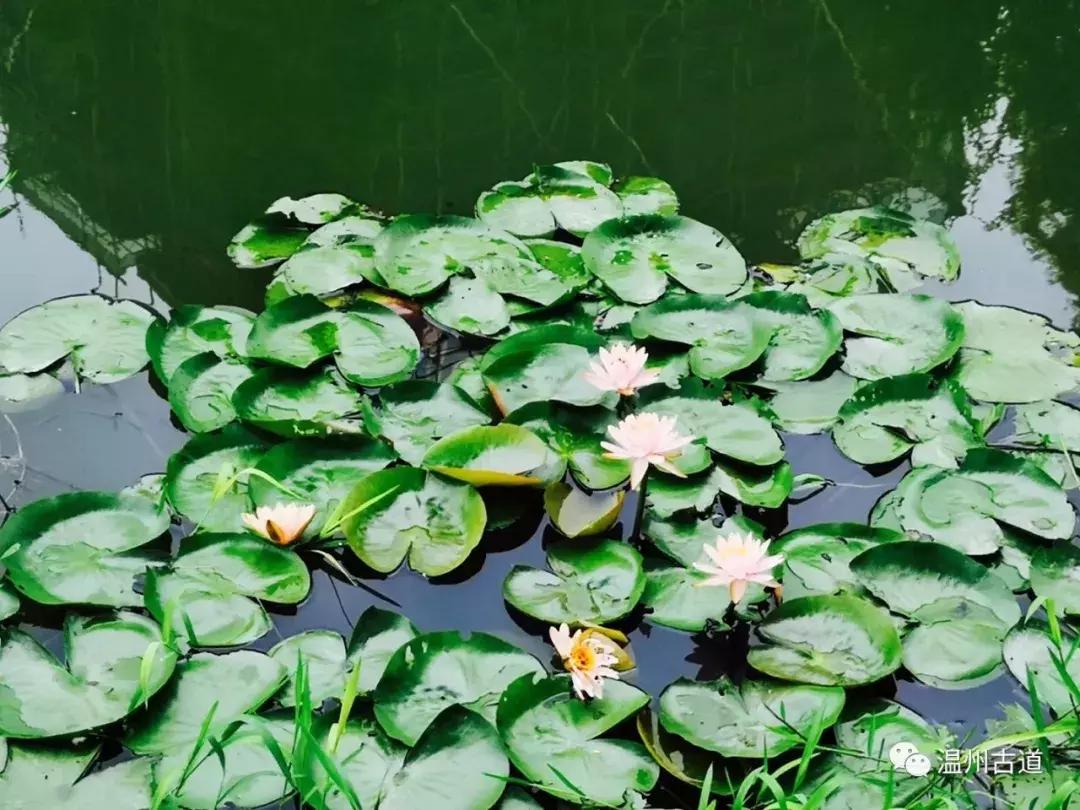 平阳鸣山古村落图片,千年古村平阳县鸣山村古城夜景