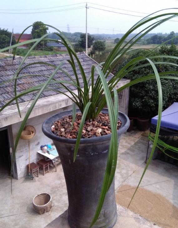 煤渣种花有什么好处,煤渣养花有营养