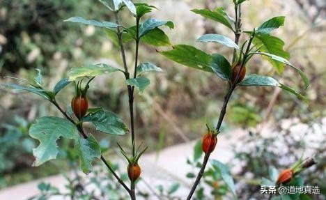 野生栀子泡水喝的功效,野生山栀子功效