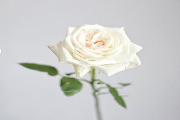 白色荔枝玫瑰花语寓意是什么,粉荔枝白荔枝混搭花束花语