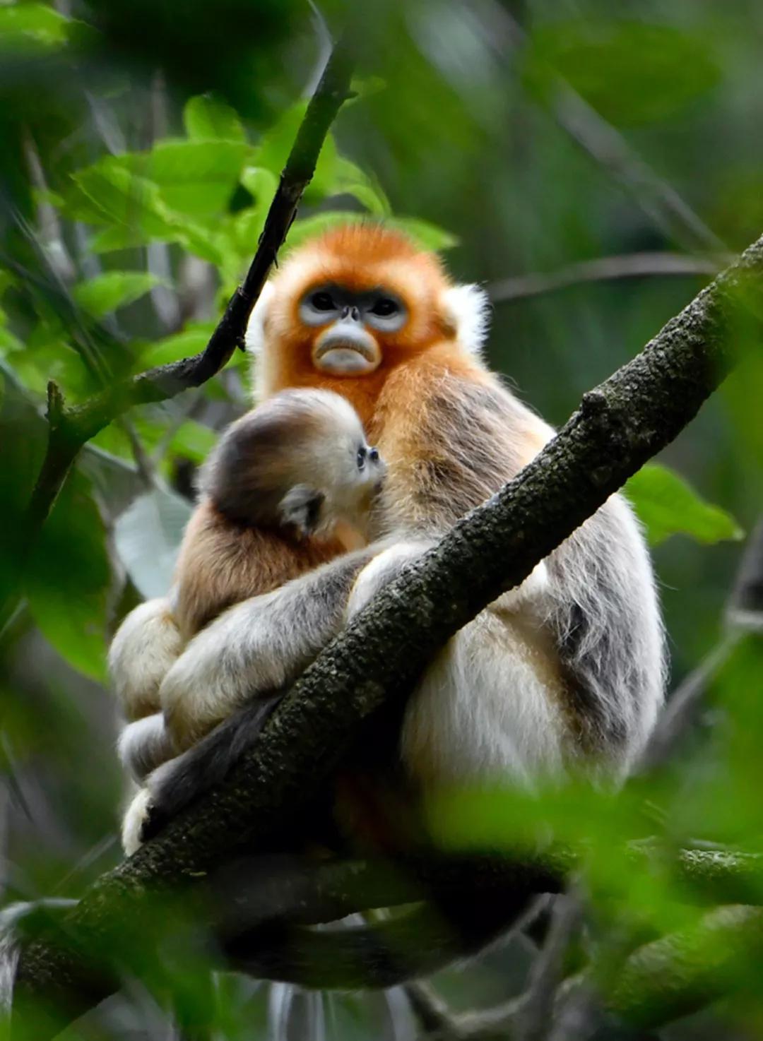 甘肃陇南属于西北吗,陇南是不是甘肃的好地方