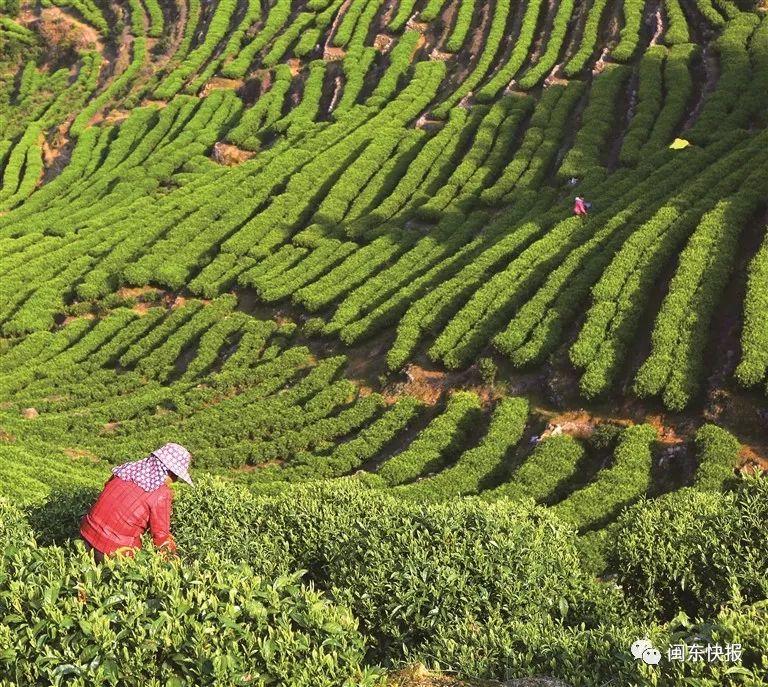 带动周边农户种植增收致富,带动农户增收