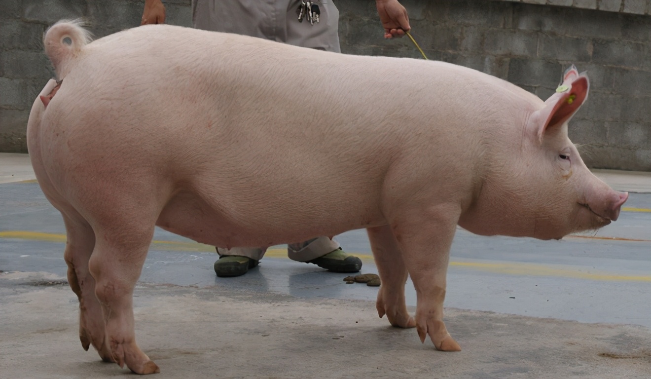 母猪断奶迟迟没动,母猪断奶10多天不返情