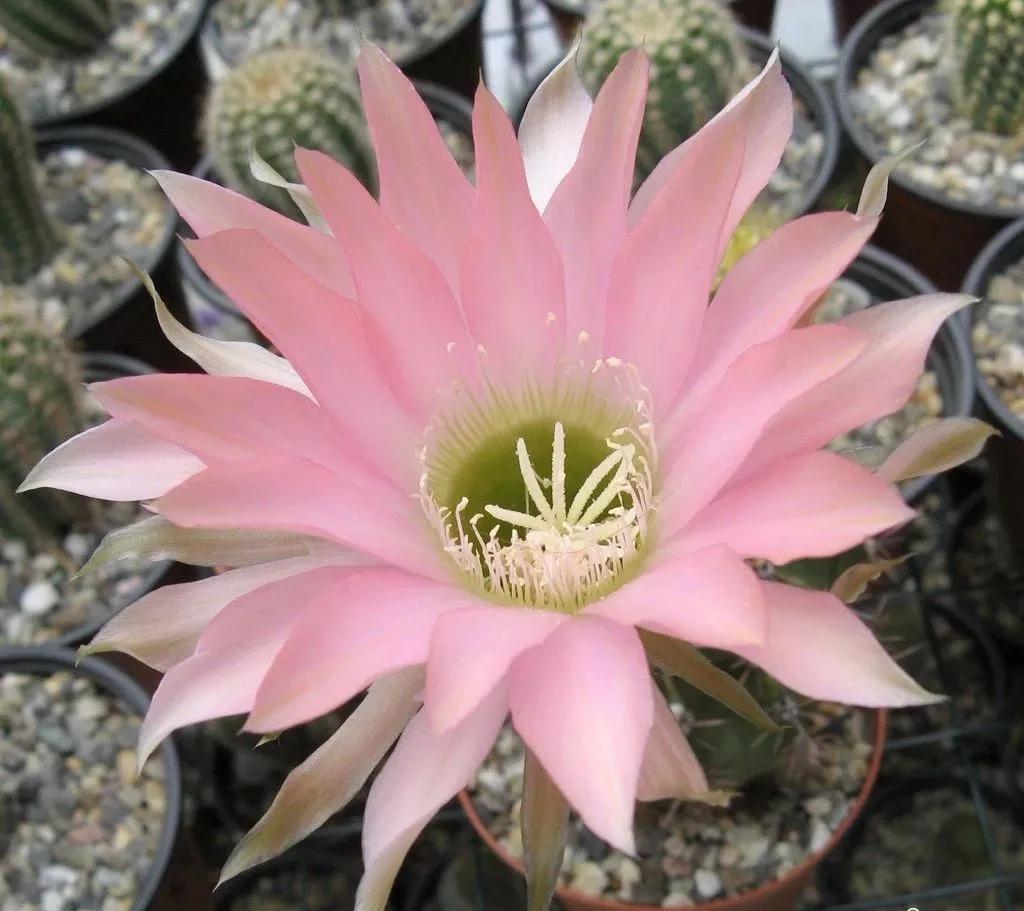 100种仙人球花图片,100种仙人球的品种视频