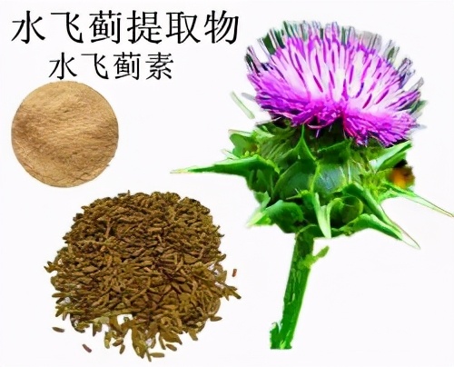 虎皮鹦鹉肝腹水,虎皮鹦鹉得肝病的症状