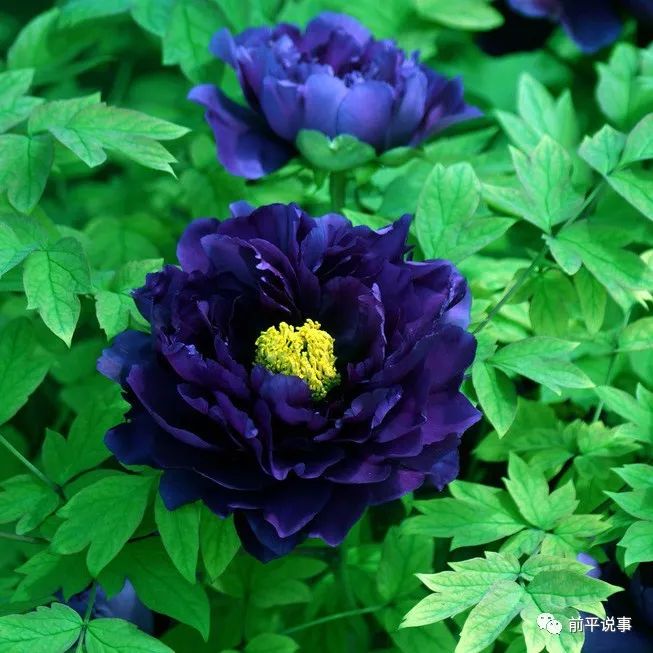 国花牡丹园灯光秀实拍,国花牡丹视频