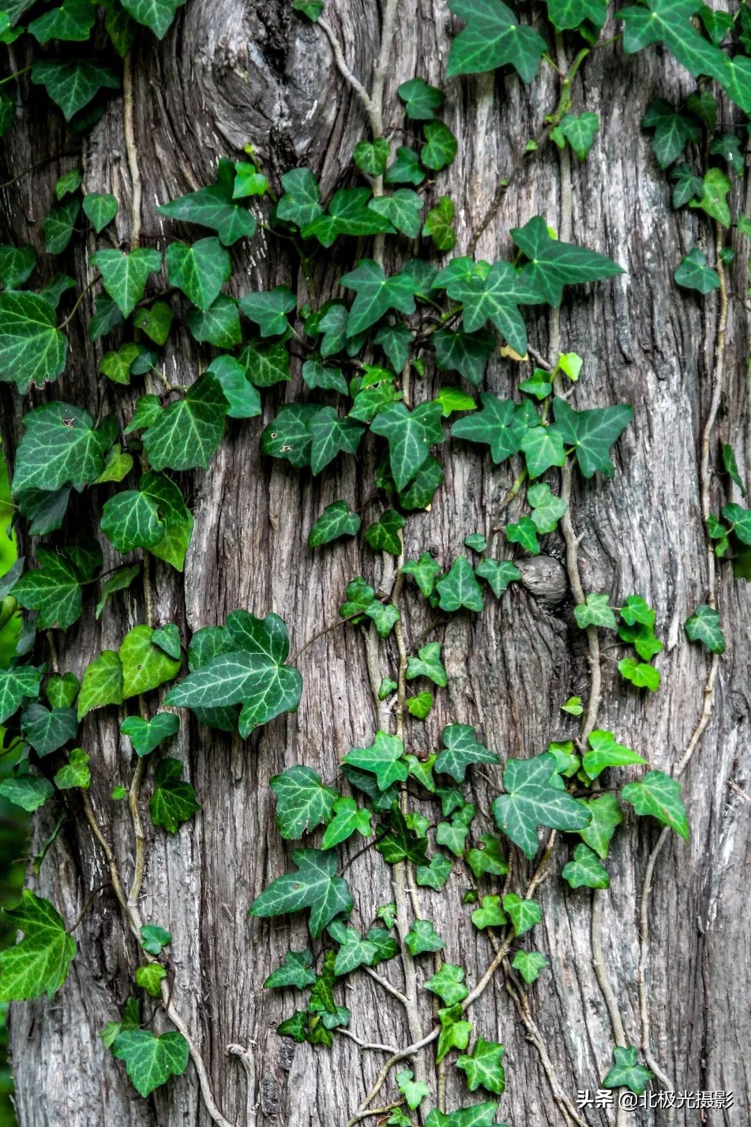 拍的照片没有层次感,拍出的效果没有实物效果