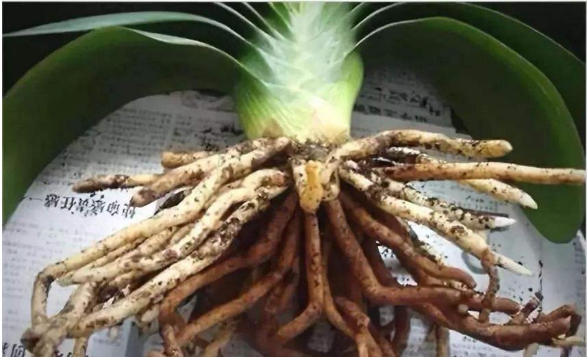 君子兰换盆土以后注意什么,君子兰换盆换土时需要注意的事项