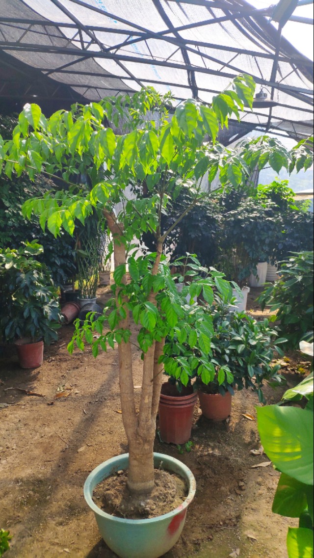 养的花老掉叶子,还越长越乱?老师傅的修剪方法,花越长越旺!