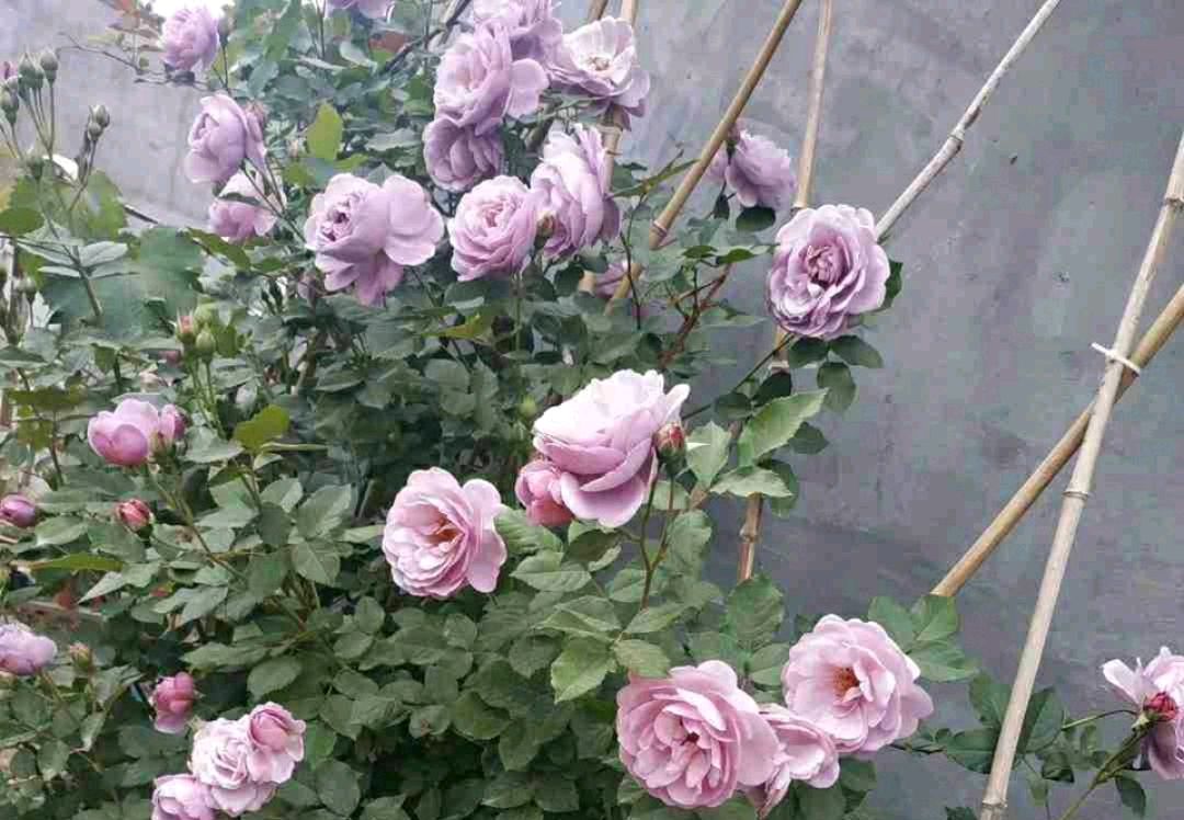 求助月季大神:第一次给月季洗根，洗根以后的月季根系正常吗？