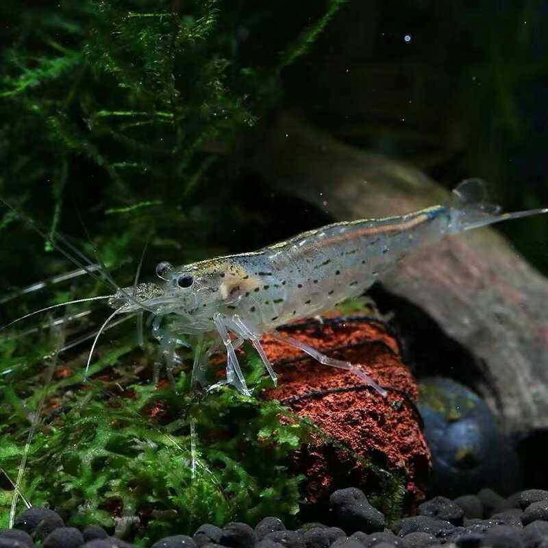 玩草缸怎么知道要多少水草,玩草缸用什么水好