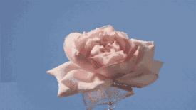 比特仑苏还纯的分享:那些治愈了生活,让幸福感爆棚的好物