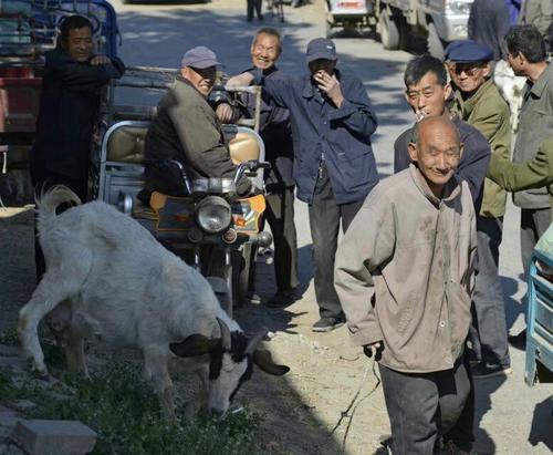 买羊的十大技巧,买羊应该去哪里