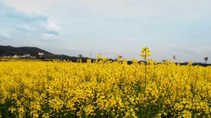 黄山踏青油菜花图片,黄山油菜花景观进入最佳观赏期