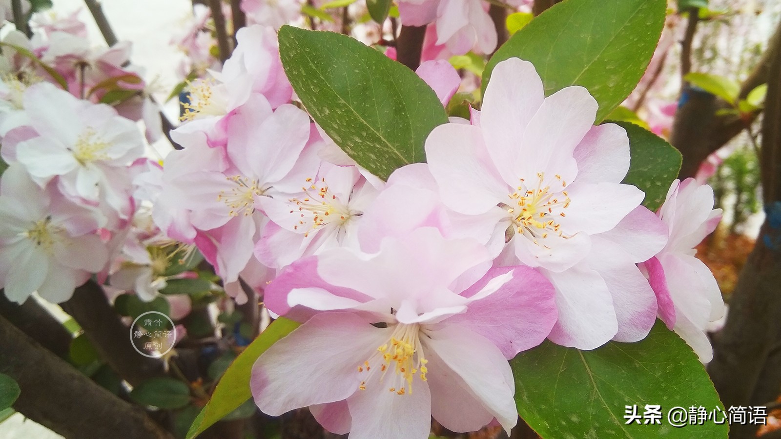 鏄ユ櫒楦熻鑺遍,鏄ユ櫒