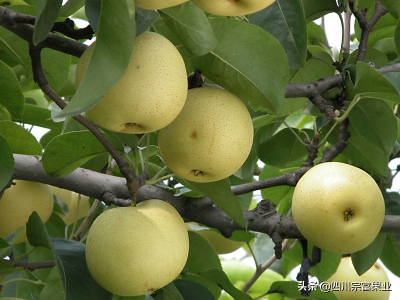 大梨树的梨是什么品种,梨树品种之冠梨