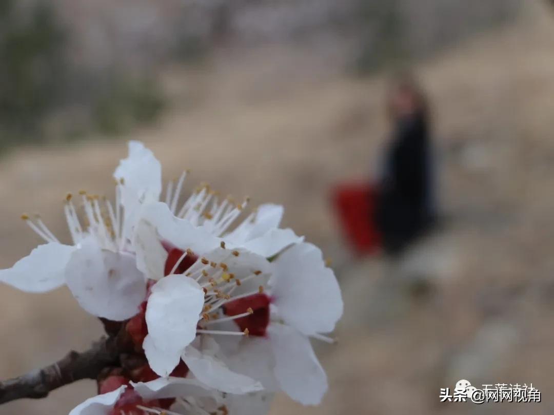 春风春雨催春色，春燕春声奏*光春**（总第724期）