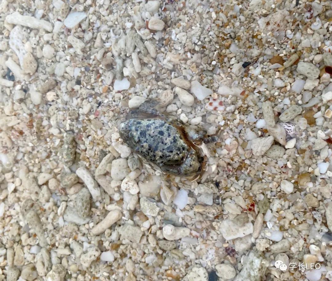 哈佛学长碎碎念：夏天就应该去海边，南方的海有多美？