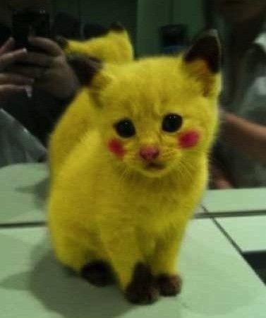 我们活在奇葩星球：皮卡丘是毛茸茸，恐龙蛋它不是蛋！