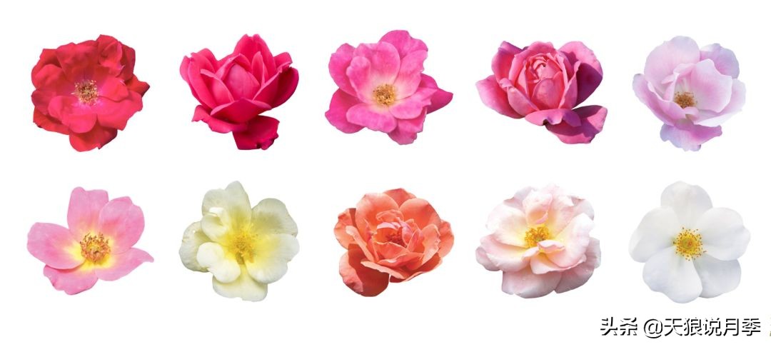 不用修剪的月季,不用打药的月季