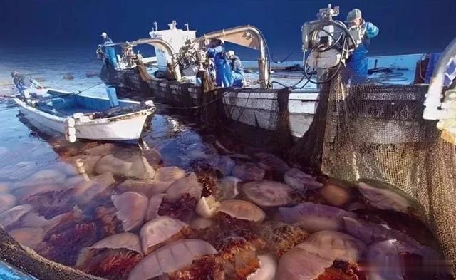 *翻推**10亿重渔船,公然攻击核电站,水母正朝着人类天敌演变