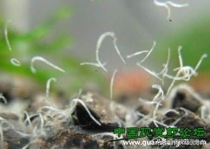 鱼缸蛋白虫和鱼虫怎么处理,鱼缸蛋白虫生物处理