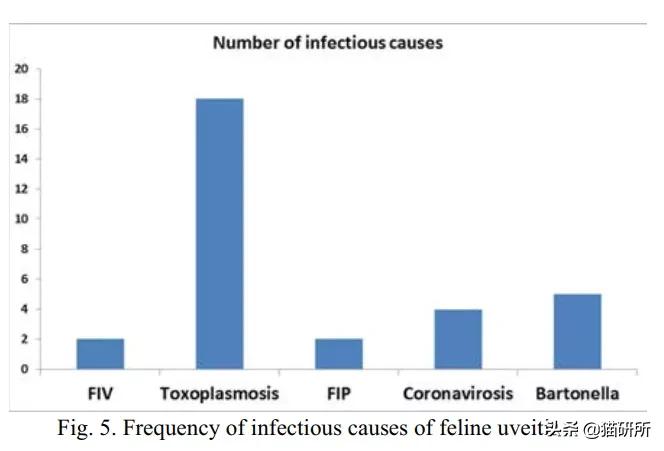 猫咪眼睛异常,猫咪眼睛有问题视频