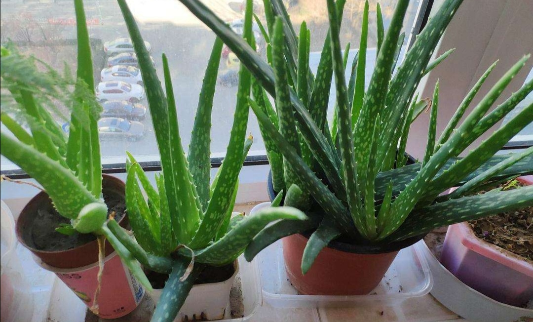 家里养的芦荟怎么做好吃,家里养芦荟的用法和功效