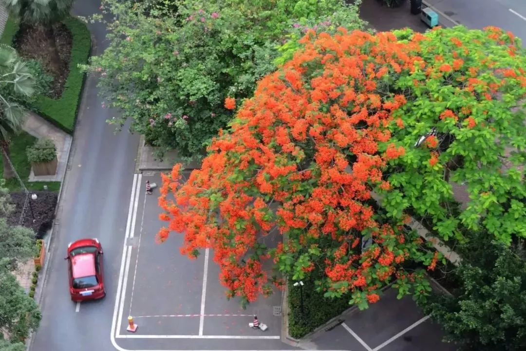 毕业季的凤凰花和栀子花,毕业季凤凰花开的时候